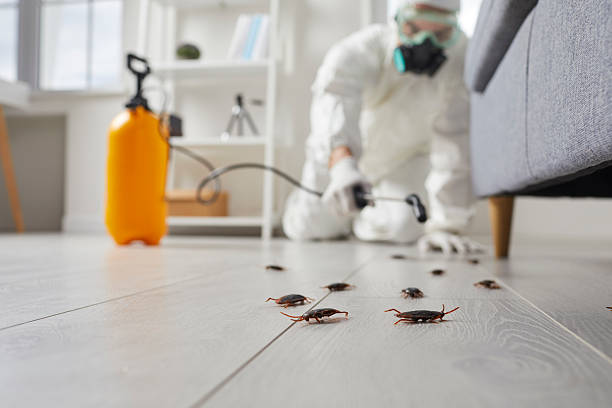 Trusted Rodent Control service in Harwich Center, MA - Nex Pest Control